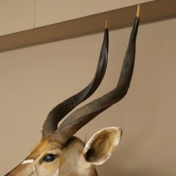 Cabeza de antílope nyala HL 64 cm Preparado de hombros África Trofeo africano 95.22.8