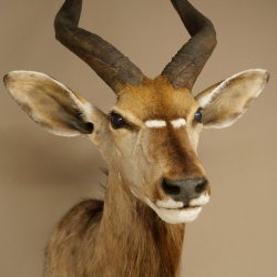 Cabeza de antílope nyala HL 64 cm Preparado de hombros África Trofeo africano 95.22.8