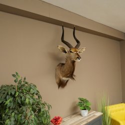 Cabeza de antílope nyala HL 64 cm Preparado de hombros África Trofeo africano 95.22.8