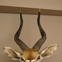 Cabeza de antílope nyala HL 64 cm Preparado de hombros África Trofeo africano 95.22.8