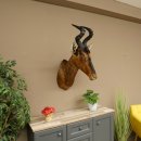 Antílope Hartebeest HL 51 cm con medalla decorativa de bronce Cabeza disecada Antílope hembra África