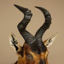 Antílope Hartebeest HL 51 cm con medalla decorativa de bronce Cabeza disecada Antílope hembra África