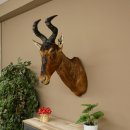 Antílope Hartebeest HL 51 cm con medalla decorativa de bronce Cabeza disecada Antílope hembra África