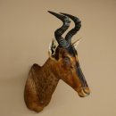Antílope Hartebeest HL 51 cm con medalla decorativa de bronce Cabeza disecada Antílope hembra África