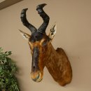 Antílope Hartebeest HL 51 cm con medalla decorativa de bronce Cabeza disecada Antílope hembra África