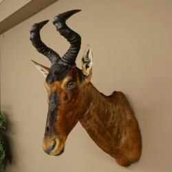 Antílope Hartebeest HL 51 cm con medalla decorativa de bronce Cabeza disecada Antílope hembra África