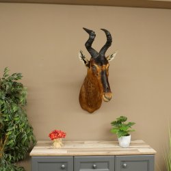 Antílope Hartebeest HL 51 cm con medalla decorativa de bronce Cabeza disecada Antílope hembra África
