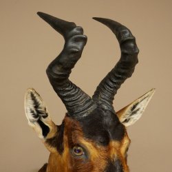 Antílope Hartebeest HL 51 cm con medalla decorativa de bronce Cabeza disecada Antílope hembra África