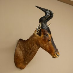 Antílope Hartebeest HL 51 cm con medalla decorativa de bronce Cabeza disecada Antílope hembra África