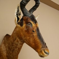 Antílope Hartebeest HL 51 cm con medalla decorativa de bronce Cabeza disecada Antílope hembra África