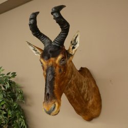 Antílope Hartebeest HL 51 cm con medalla decorativa de bronce Cabeza disecada Antílope hembra África