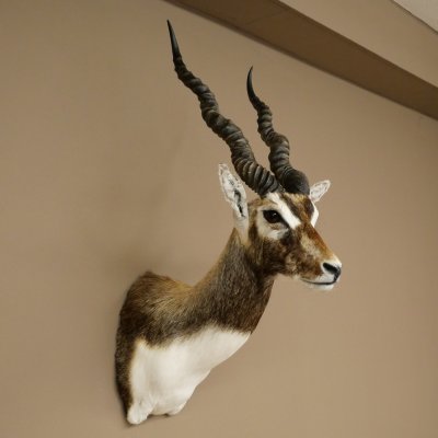 Hirschziegenantilope Ziegen Ziege Kopfpräparat Kopf Gehörn Antilope