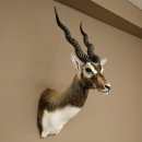 Hirschziegenantilope Ziegen Ziege Kopfpräparat Kopf...