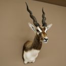 Hirschziegenantilope Ziegen Ziege Kopfpräparat Kopf Gehörn Antilope