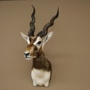 Hirschziegenantilope Ziegen Ziege Kopfpräparat Kopf Gehörn Antilope