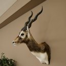 Hirschziegenantilope Ziegen Ziege Kopfpräparat Kopf Gehörn Antilope