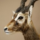 Hirschziegenantilope Ziegen Ziege Kopfpräparat Kopf Gehörn Antilope