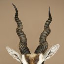 Hirschziegenantilope Ziegen Ziege Kopfpräparat Kopf Gehörn Antilope