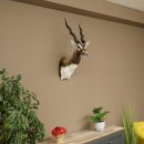 Hirschziegenantilope Ziegen Ziege Kopfpräparat Kopf Gehörn Antilope