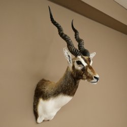 Hirschziegenantilope Ziegen Ziege Kopfpräparat Kopf Gehörn Antilope