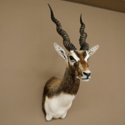 Hirschziegenantilope Ziegen Ziege Kopfpräparat Kopf Gehörn Antilope