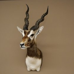 Hirschziegenantilope Ziegen Ziege Kopfpräparat Kopf Gehörn Antilope