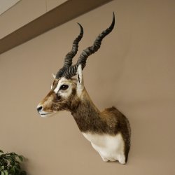 Hirschziegenantilope Ziegen Ziege Kopfpräparat Kopf Gehörn Antilope