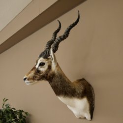 Hirschziegenantilope Ziegen Ziege Kopfpräparat Kopf Gehörn Antilope