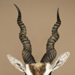 Hirschziegenantilope Ziegen Ziege Kopfpräparat Kopf Gehörn Antilope