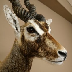 Hirschziegenantilope Ziegen Ziege Kopfpräparat Kopf Gehörn Antilope