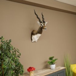 Hirschziegenantilope Ziegen Ziege Kopfpräparat Kopf Gehörn Antilope