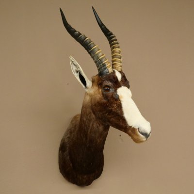 Blessbock Buntbock HL 34.5 cm Antelope Head Shoulder Mount Trophy Shield 95.5.16