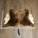 Blessbock Buntbock HL 34.5 cm Antelope Head Shoulder Mount Trophy Shield 95.5.16