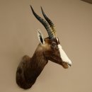 Blessbock Buntbock HL 34.5 cm Antelope Head Shoulder Mount Trophy Shield 95.5.16