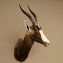 Blessbock Buntbock HL 34.5 cm Antelope Head Shoulder Mount Trophy Shield 95.5.16
