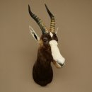 Blessbock Buntbock HL 34.5 cm Antelope Head Shoulder Mount Trophy Shield 95.5.16