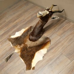 Blessbock Buntbock HL 34.5 cm Antelope Head Shoulder Mount Trophy Shield 95.5.16
