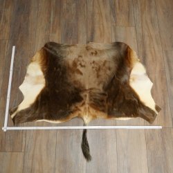 Blessbock Buntbock HL 34.5 cm Antelope Head Shoulder Mount Trophy Shield 95.5.16