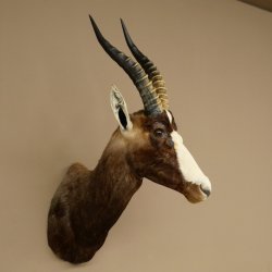 Blessbock Buntbock HL 34.5 cm Antelope Head Shoulder Mount Trophy Shield 95.5.16