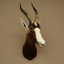 Blessbock Buntbock HL 34.5 cm Antelope Head Shoulder Mount Trophy Shield 95.5.16