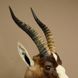 Blessbock Buntbock HL 34.5 cm Antelope Head Shoulder Mount Trophy Shield 95.5.16