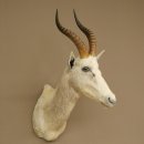 Blessbock Buntbock helles Fell HL 39 cm Antilope Haupt...