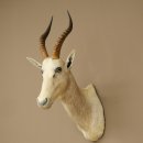 Blessbock Buntbock HL 34.5 cm Antelope Head Shoulder Mount Trophy Shield 95.5.16