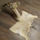 Blessbock Buntbock helles Fell HL 39 cm Antilope Haupt...