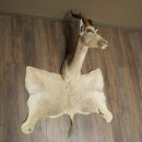 Blessbock Buntbock HL 34.5 cm Antelope Head Shoulder Mount Trophy Shield 95.5.16