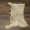 Blessbock Buntbock HL 34.5 cm Antelope Head Shoulder Mount Trophy Shield 95.5.16