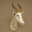 Blessbock Buntbock HL 34.5 cm Antelope Head Shoulder Mount Trophy Shield 95.5.16