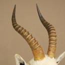 Blessbock Buntbock HL 34.5 cm Antelope Head Shoulder Mount Trophy Shield 95.5.16