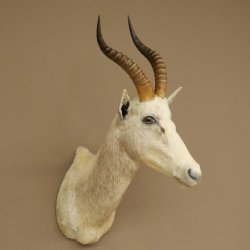 Blessbock Buntbock HL 34.5 cm Antelope Head Shoulder Mount Trophy Shield 95.5.16