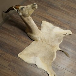 Blessbock Buntbock HL 34.5 cm Antelope Head Shoulder Mount Trophy Shield 95.5.16